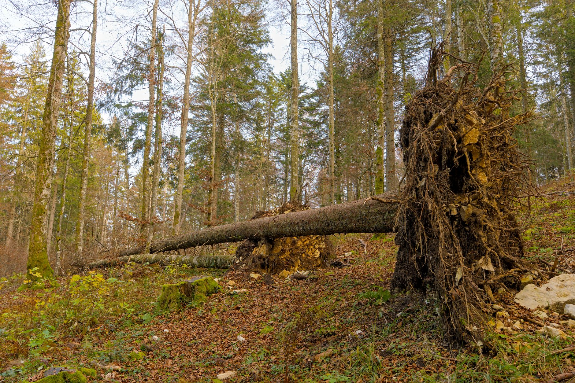 Enlèvement arbre urgence équipe à Angoulême